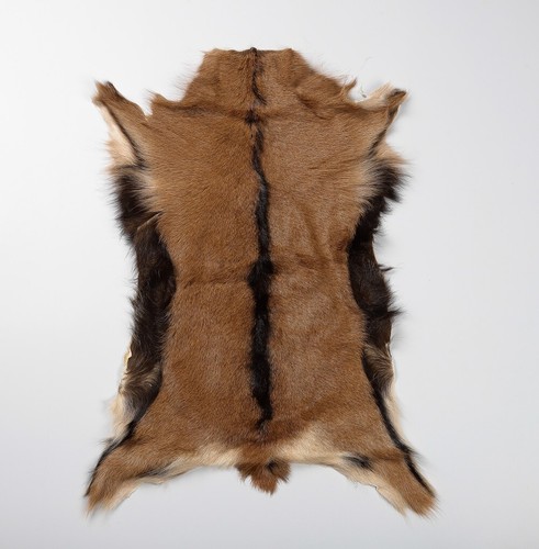 1pcs real goat - real,