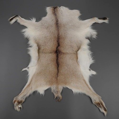 Huichenxing2021FURSTORE